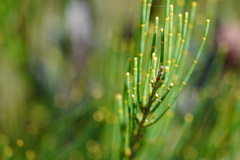 Allocasuarina muelleriana