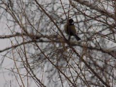 Parus major