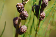 Allocasuarina muelleriana