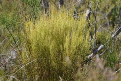 Choretrum glomeratum