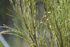 Choretrum glomeratum