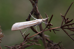 Agriphila tristella