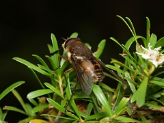 Scaptia auriflua