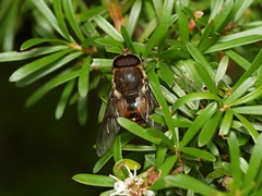 Scaptia auriflua