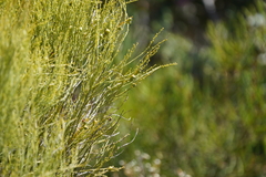 Choretrum glomeratum