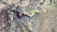 Actinia mediterranea