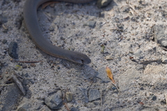 Pygopus lepidopodus