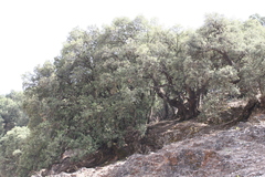 Quercus ilex
