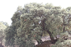 Quercus ilex