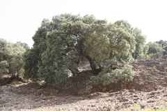 Quercus ilex