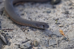 Pygopus lepidopodus