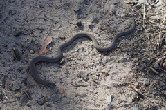 Pygopus lepidopodus