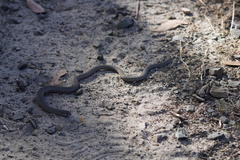 Pygopus lepidopodus