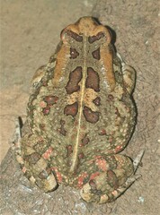 Sclerophrys garmani