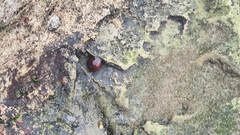 Actinia mediterranea