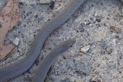 Pygopus lepidopodus
