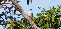 Daphoenositta chrysoptera