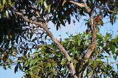 Daphoenositta chrysoptera