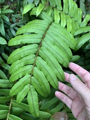Blechnum wattsii