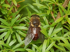 Scaptia auriflua