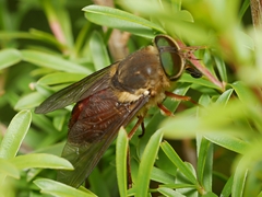 Scaptia auriflua