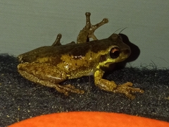 Litoria quiritatus