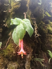 Fuchsia apetala