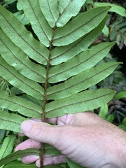 Blechnum wattsii