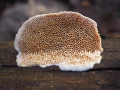 Brunneoporus minutus