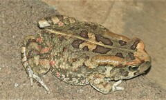 Sclerophrys garmani