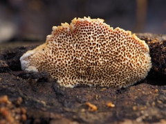 Brunneoporus minutus