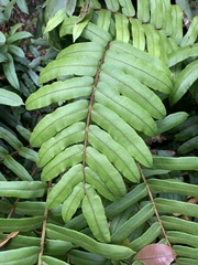 Blechnum wattsii