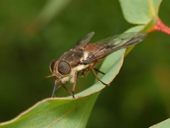 Scaptia auriflua