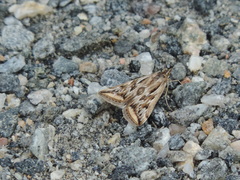 Loxostege cereralis