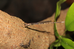 Episynlestes albicaudus