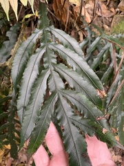Blechnum patersonii
