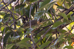 Phylloscopus borealis