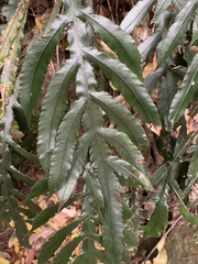 Blechnum patersonii