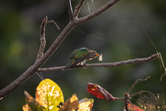 Chrysococcyx maculatus