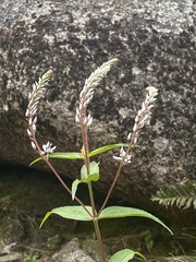 Veronica derwentiana