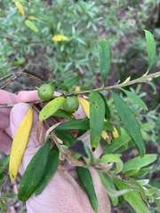 Persoonia