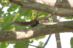 Callosciurus caniceps