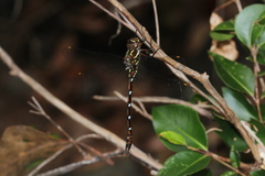 Austroaeschna pulchra