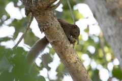 Callosciurus caniceps