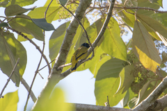 Brachypodius melanocephalos