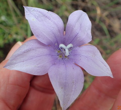 Wahlenbergia cuspidata