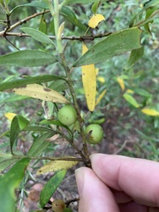 Persoonia