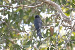 Dicrurus leucophaeus mouhoti