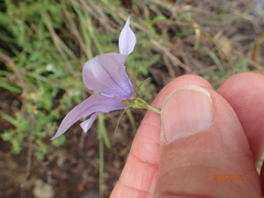 Wahlenbergia cuspidata
