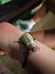 Dermolepida albohirtum